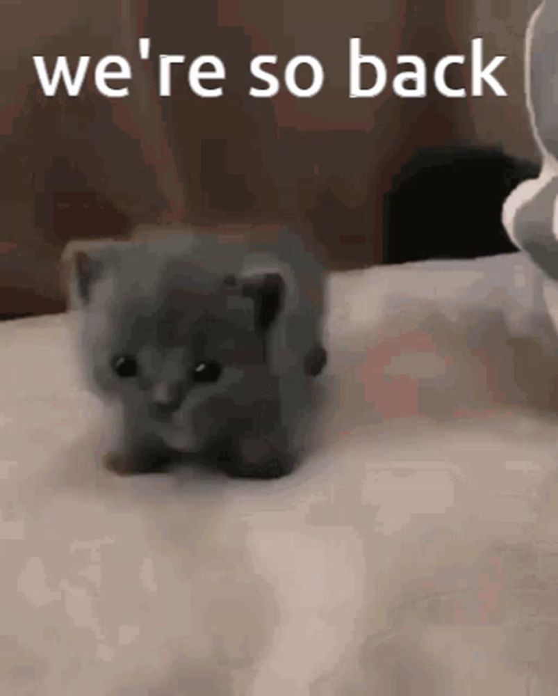 Cat GIF