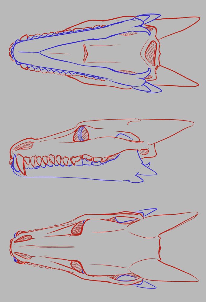 A bottom, profile, and top view of the same dragon skull drawn in simple lines on a light gray background. The bulk of the skull is drawn in red, while the jawbone and scleral ring are drawn in blue, to highlight them as separate pieces.