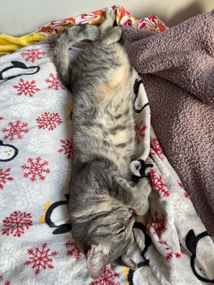 a gray cat sleeping with his paws curled against his chest