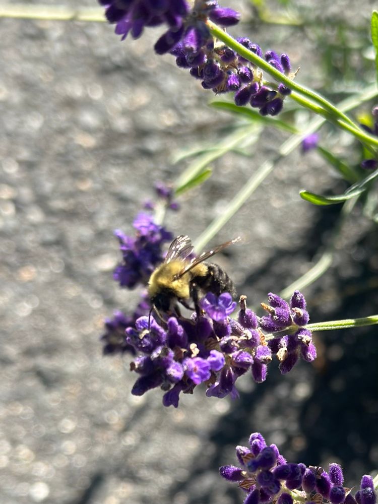 A bumble bee on some lavender flowers 