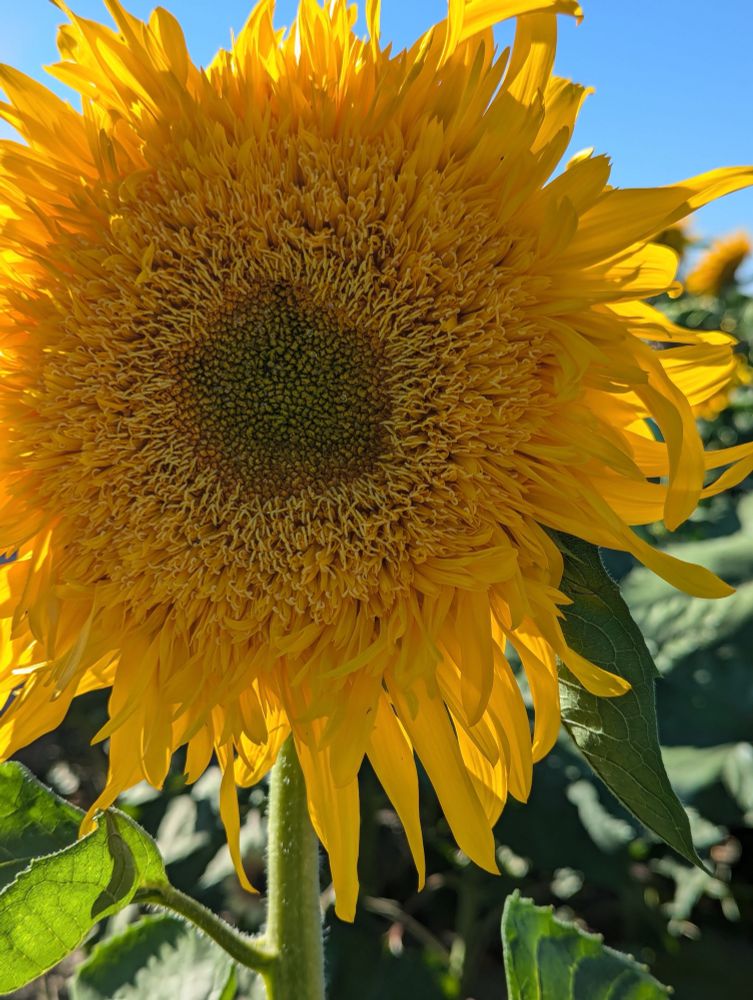 A picture of a sunflower facing the camera, taking up most of the frame. It’s a mostly yellow sunflower, the seeds haven’t browned yet but it is in full bloom. You can see the green stem at the bottom of the photo alongside greenery from other sunflowers. At the very top of the photo, the bright blue sky shines through the petals of the sunflower. Em took this at Jacob’s Family Orchard this past August. 