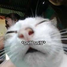 Cat with closed eyes and a slightly open mouth. The words *sniff sniff* are superimposed on its face. 