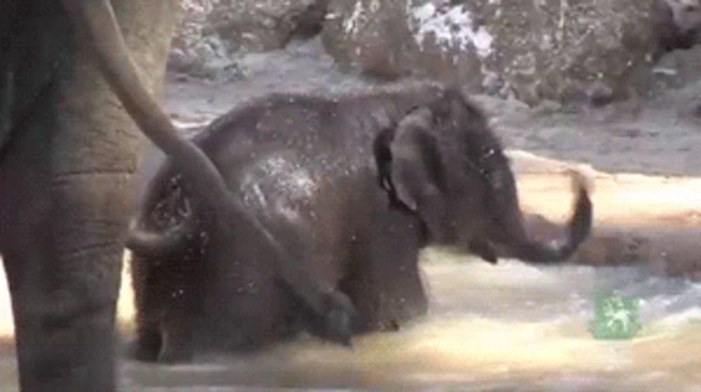 a baby elephant is playing in the water with a green bottle