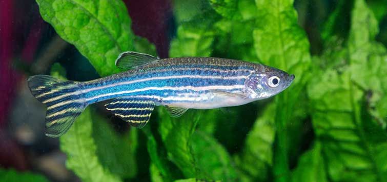 Ein Zebrabärbling in einem Aquarium vor grünen Wasserpflanzen
Er hat eine metallisch-blaue Grundfarbe mit waagerechten hellgrauen/silbrigen, dünnen Streifen