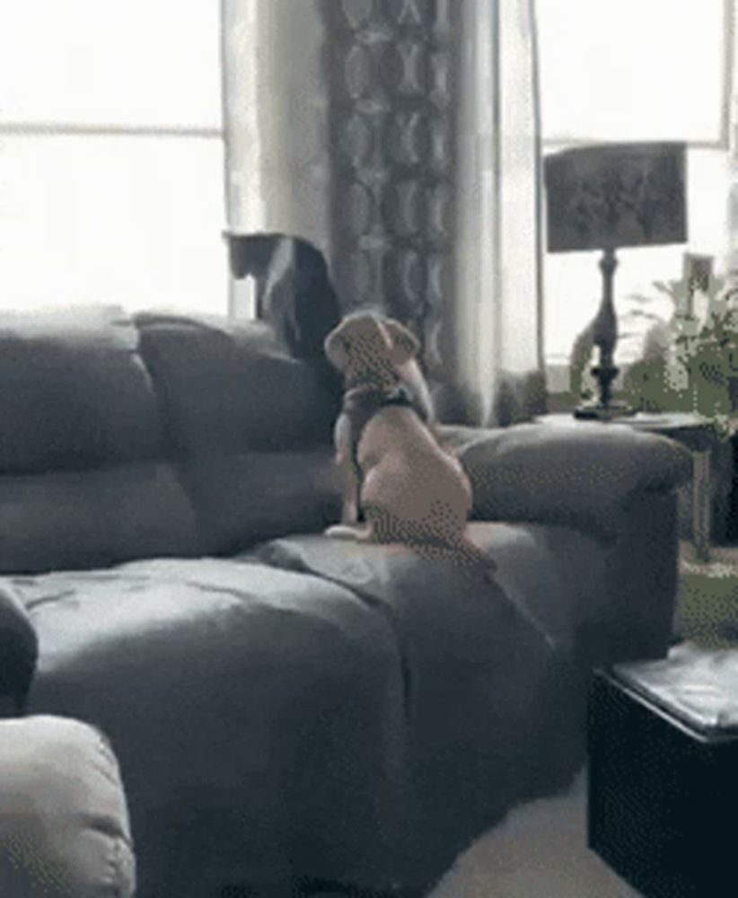 a dog is sitting on a couch with a cat behind it