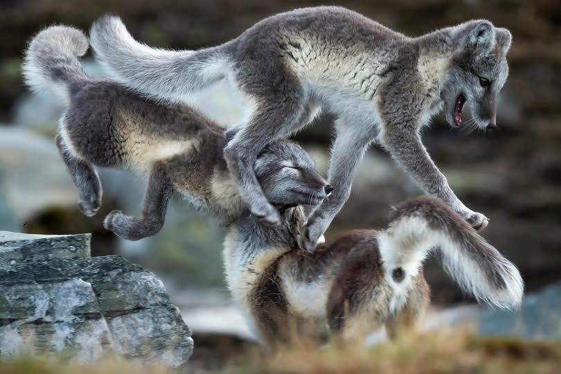 Auf dem Bild sind drei spielende Polarfüchse zu sehen. Zwei von ihnen befinden sich in der Luft, im Sprung: einer springt gerade über den Rücken des dritten Fuchses, während der zweite sich irgendwie dazwischenknuddelt. 