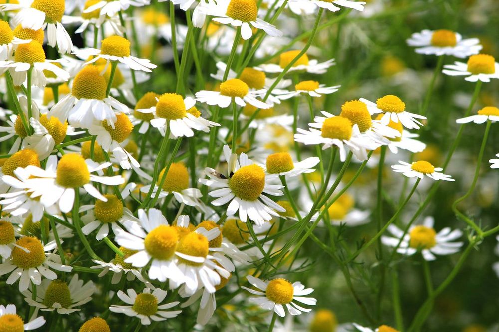 Kamillenblüten auf einer Wiese