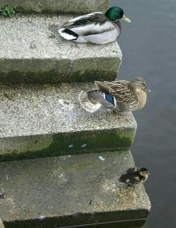 Stufen einer Treppe zum Wasser
Oben sitzt Papa Ente, darunter Mama Ente, unten Baby Ente 