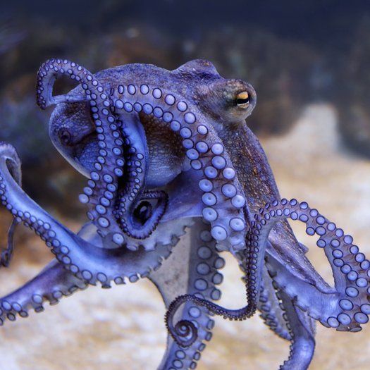 ein Oktopus, violett-bläulich gefärbt. Die Arme mit den vielen Saugnäpfen sind in mehreren Richtungen ausgestreckt oder eingerollt. Der Kopf (ja, ich weiß, das Ding heißt Mantel) ist leicht nach hinten gewölbt, mit einem gut sichtbaren Auge. Der Hintergrund zeigt einen sandigen Meeresboden mit verschwommenem Gestein.