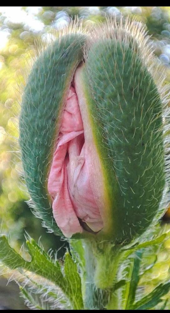 Knospe des Schlafmohns, kurz vor der Blüte