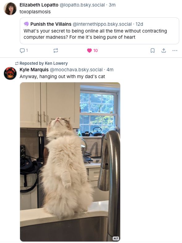 Post from Elizabeth Lopatto saying: toxoplasmosis in response to a quote post that reads: "Punish the Villains @internethippo.bsky.social • 12d What's your secret to being online all the time without contracting
computer madness? For me it's being pure of heart."

Beneath that is a repost from Ken Lowery of a post from Kyle Marquis--@moochava.bsky.social--that reads "• 4m
Anyway, hanging out with my dad's cat," followed by a picture of a v fluffy cat near a sink, sitting up on its back legs and looking up
