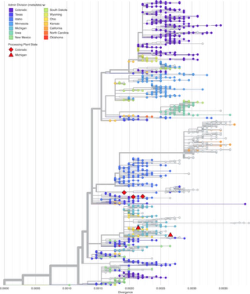 Amplicon sequencing of pasteurized retail dairy enables genomic surveillance of H5N1 avian influenza virus in United States cattle