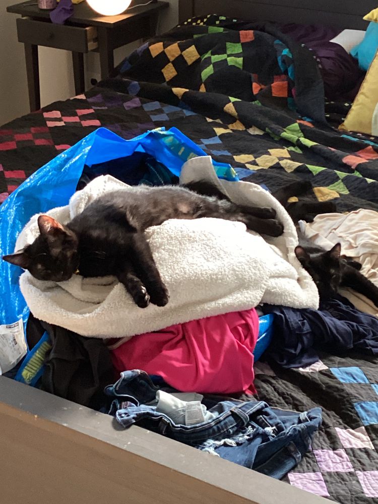 Two small  black cats sleep blissfully in a pile of laundry spilling out of a blue IKEA FRAKTA bag