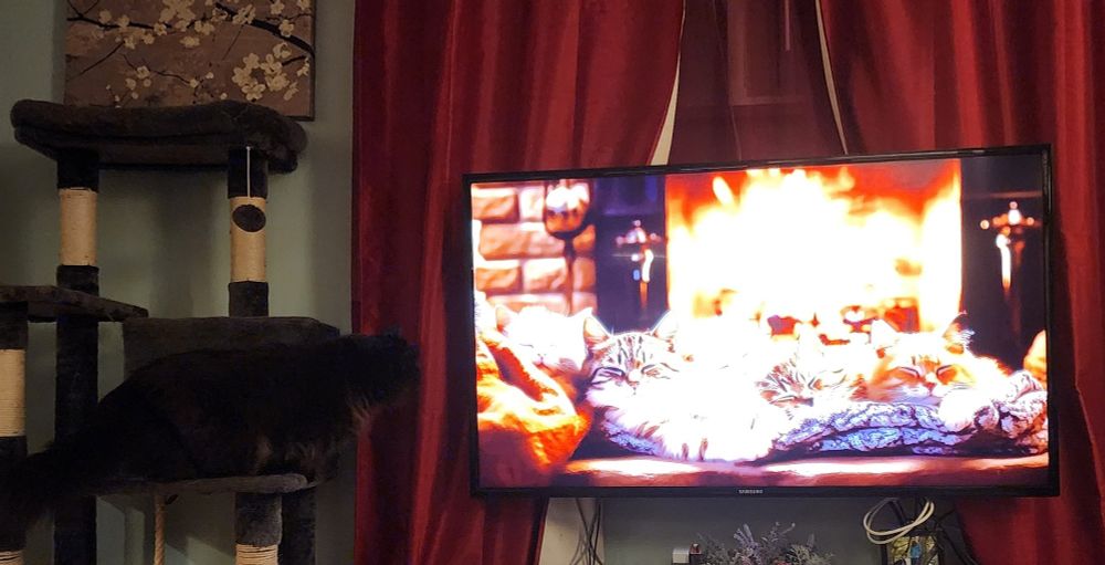 Black cat on cat tree watching television. The television is showing a burning fireplace with a row of sleeping cats in the foreground. 