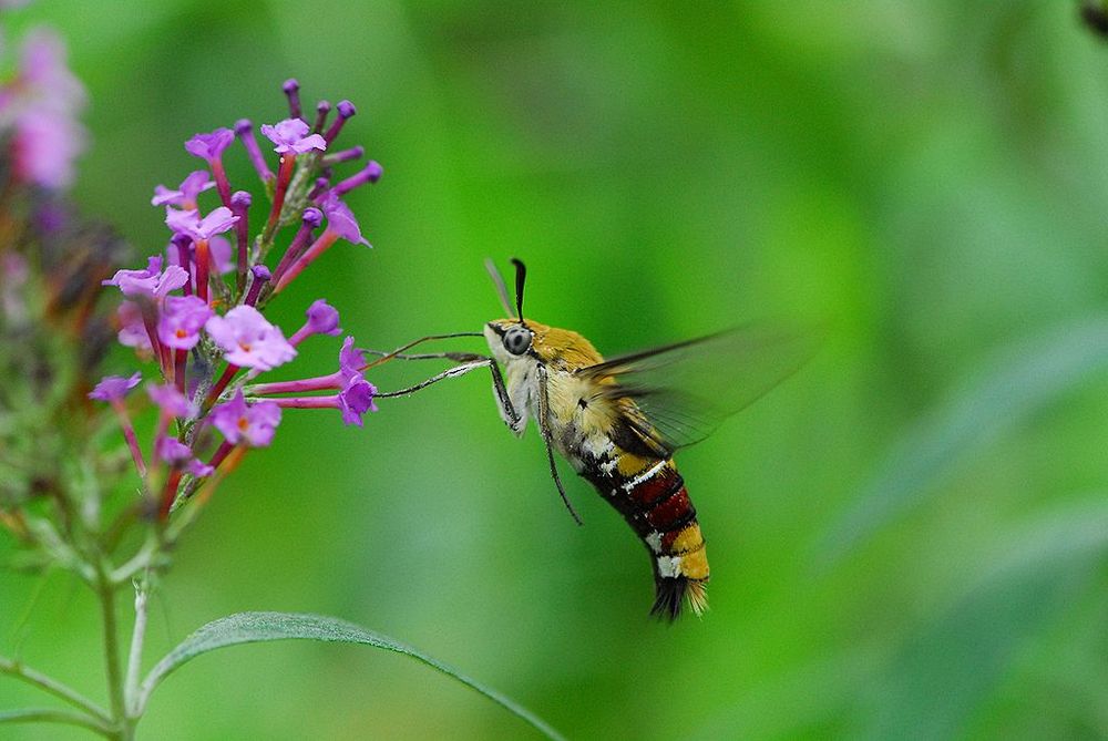 Photo of a Japanese clearwing hawkmoth (ホウジャク) as it hovers and feeds on a purple flower via its long tongue