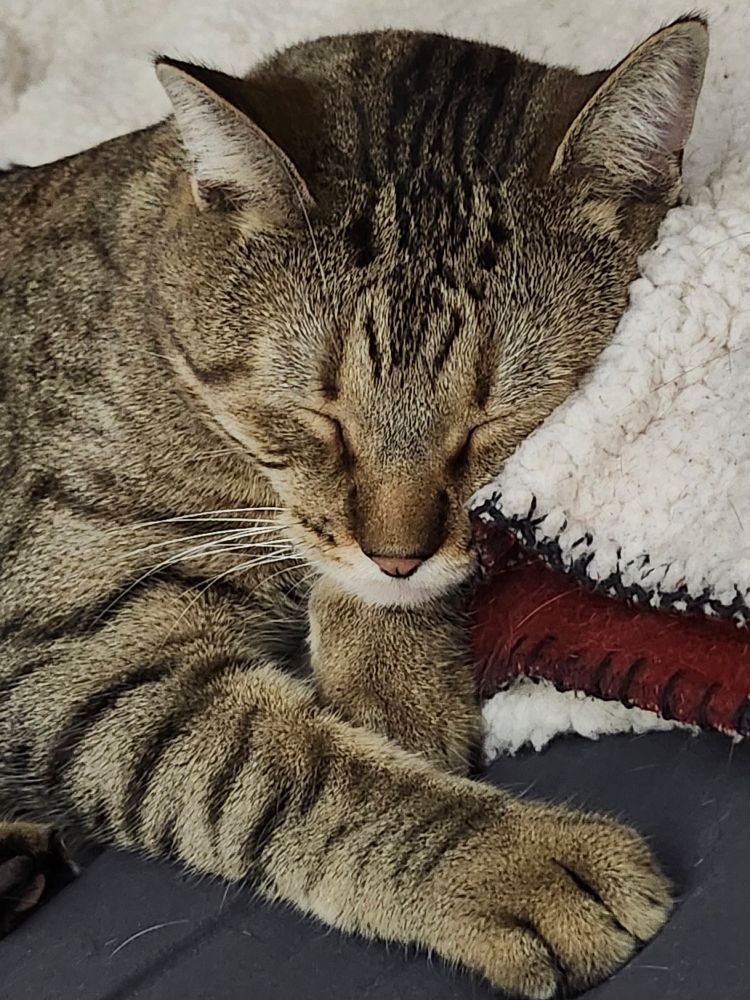 That same Brown Tabby, almost four years later, very big and tough, even while blissfully asleep in his human's bed, nestled against his favorite comfy blanket. 