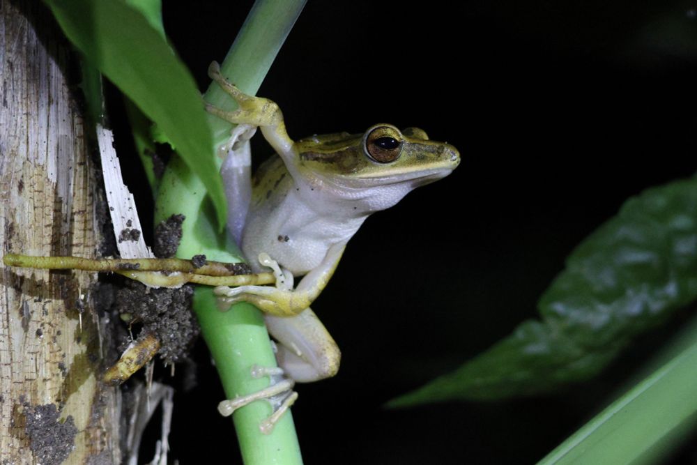 Frog species hanging onto green vine.