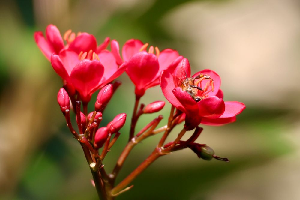 A bee inside a a red flower. The bee is upside down. Two more flowers in the background with flower buds.