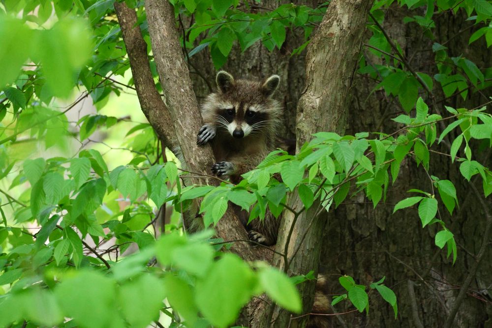 Baby racoon on a tree. Green leaves surround the raccoon.