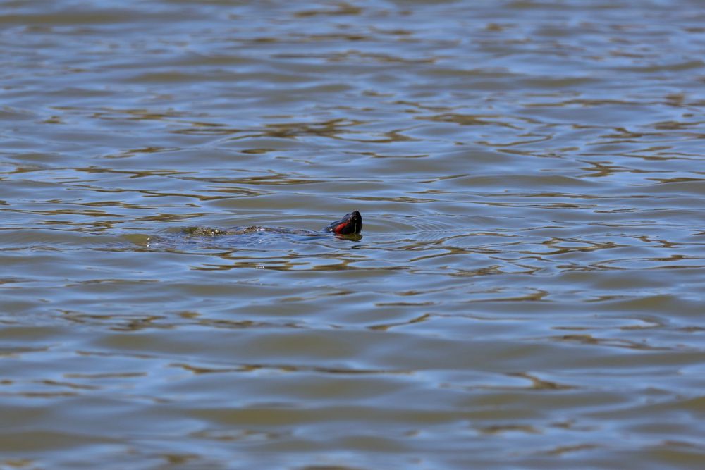 Red-eared slider poking its head out of the water.
