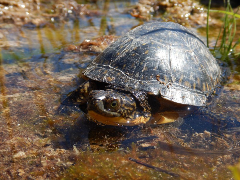 Close up photograph of Blanding's Turtle in a wetland. 