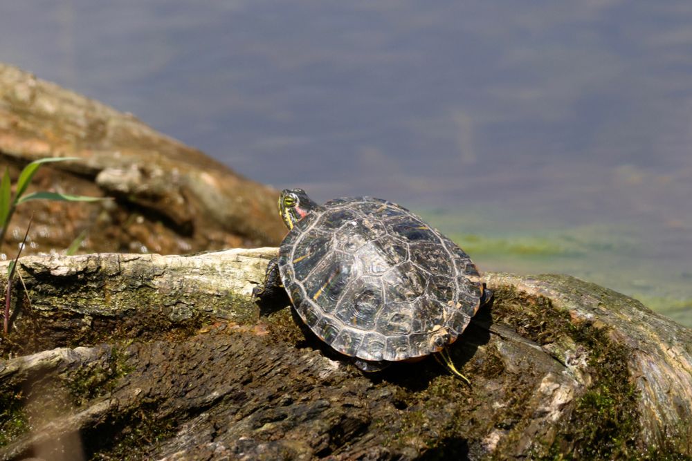 Juvenile Red-eared Slider basking on a log.