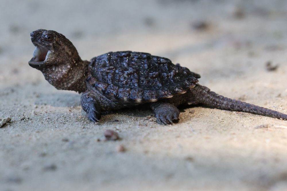 Baby snapper yawning. 