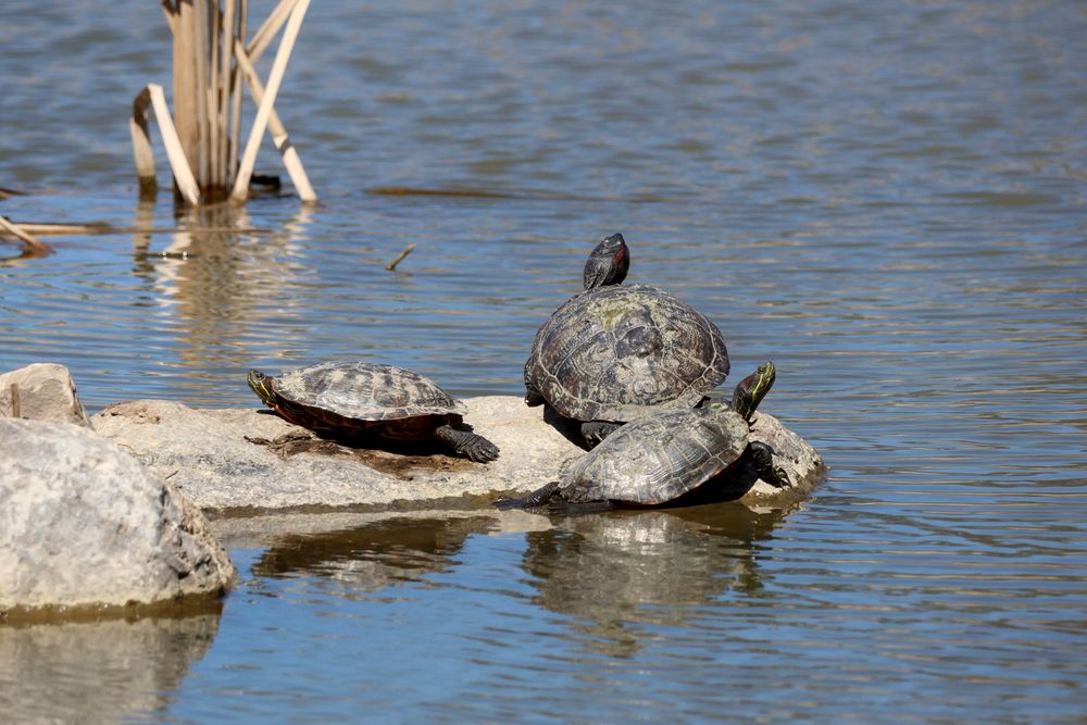 Two Red-eared sliders basking next to a painted turtle on a flat boulder in an artificial pond.