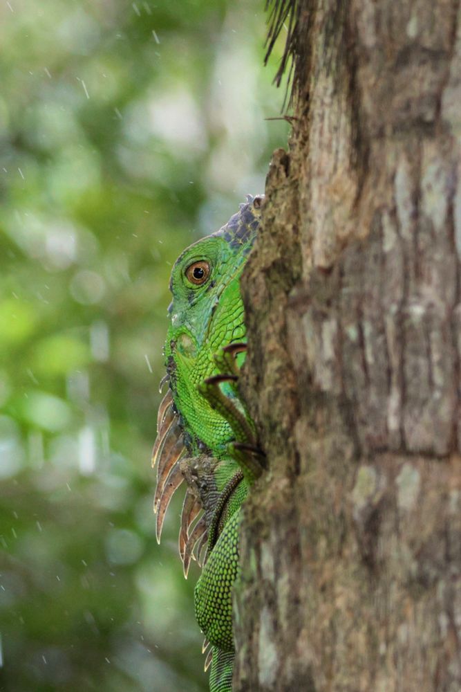 Close up image of green iguana’s head next to a tree trunk.