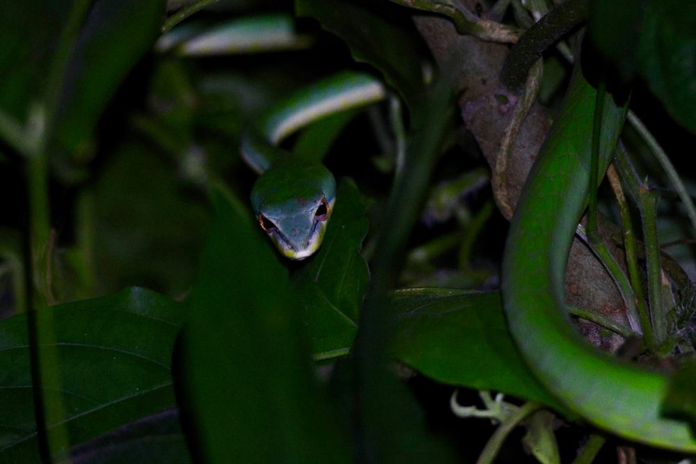 Snake species green in colour looking forward. Likely an ahatulla sp.