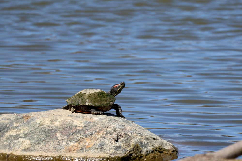 Red-eared slider basking on a boulder.