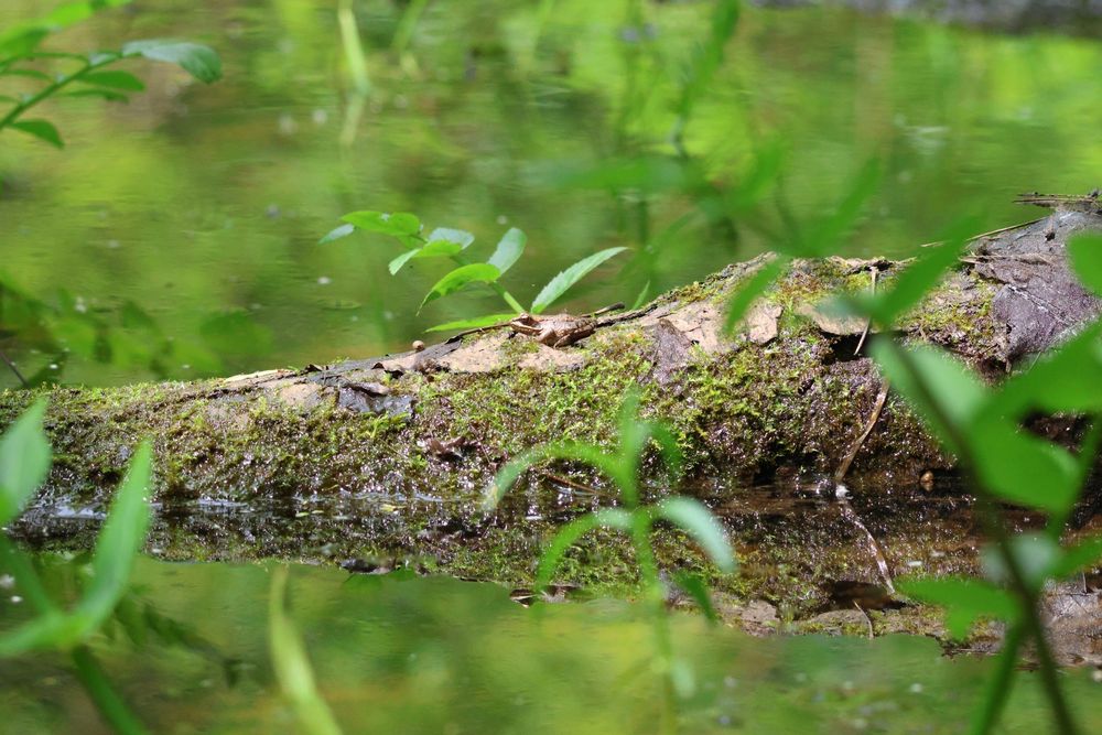 Wood frog on a mossy log in a shallow pond. Some vegetation in the foreground. 