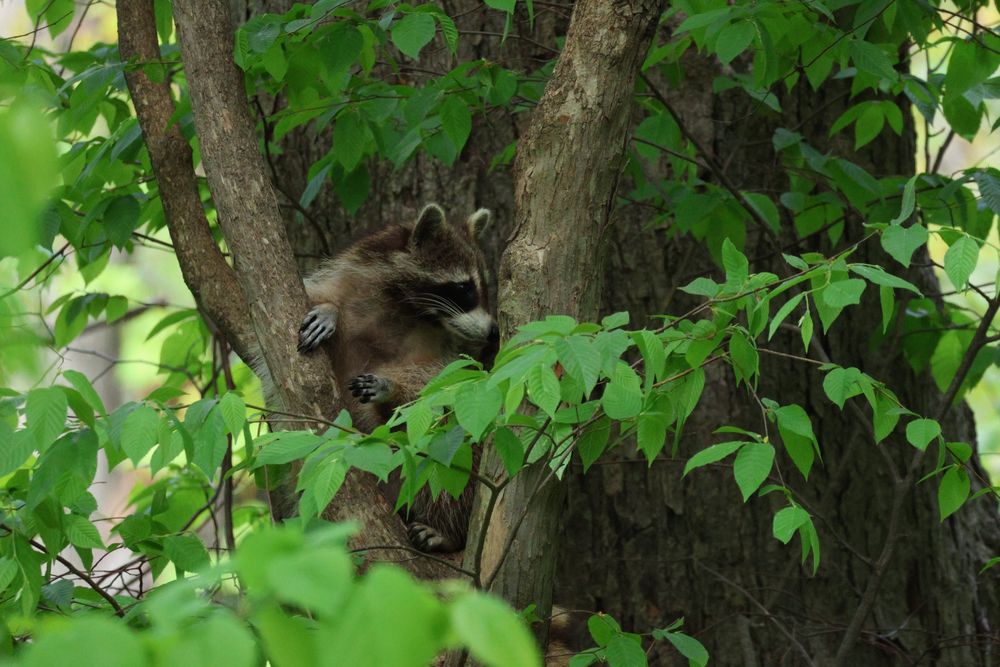 Baby racoon on a tree looking towards the right. Leaves of the tree on the foreground. 
