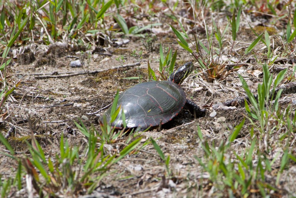 Painted Turtle nesting 