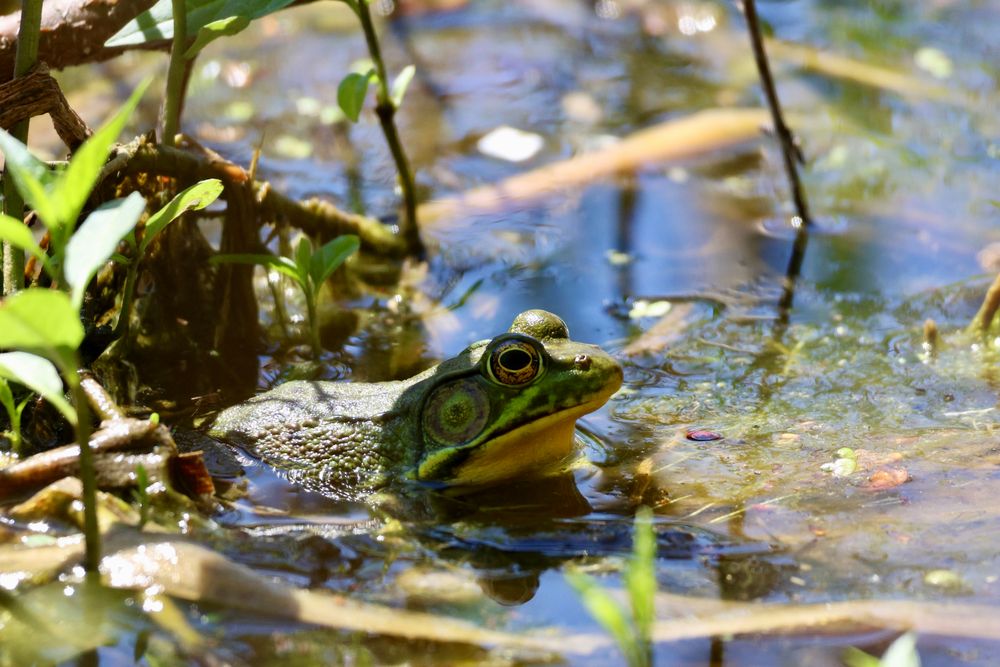 Green Frog sitting in shallow water. Small wetland shrubs around the frog. 