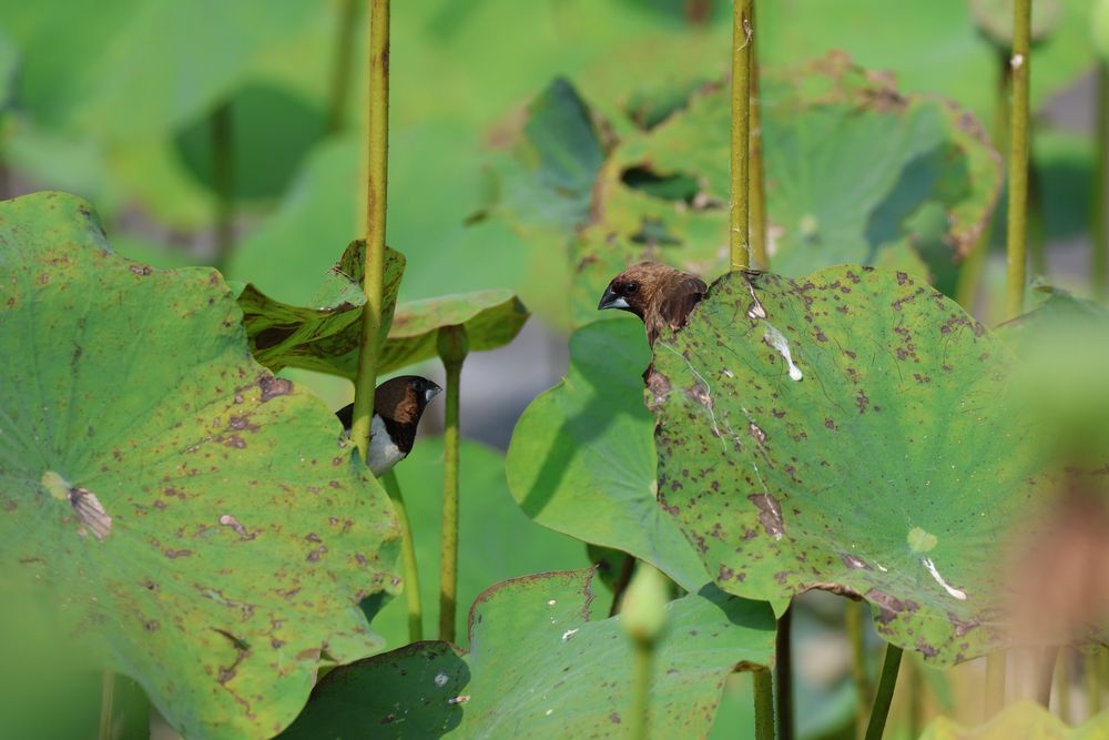 Two brownish birds hiding in lily-like leaves with stems and looking at each other.