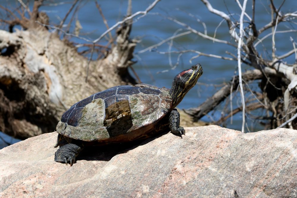 Red-eared Slider shedding scutes on a boulder. Logs in the background.