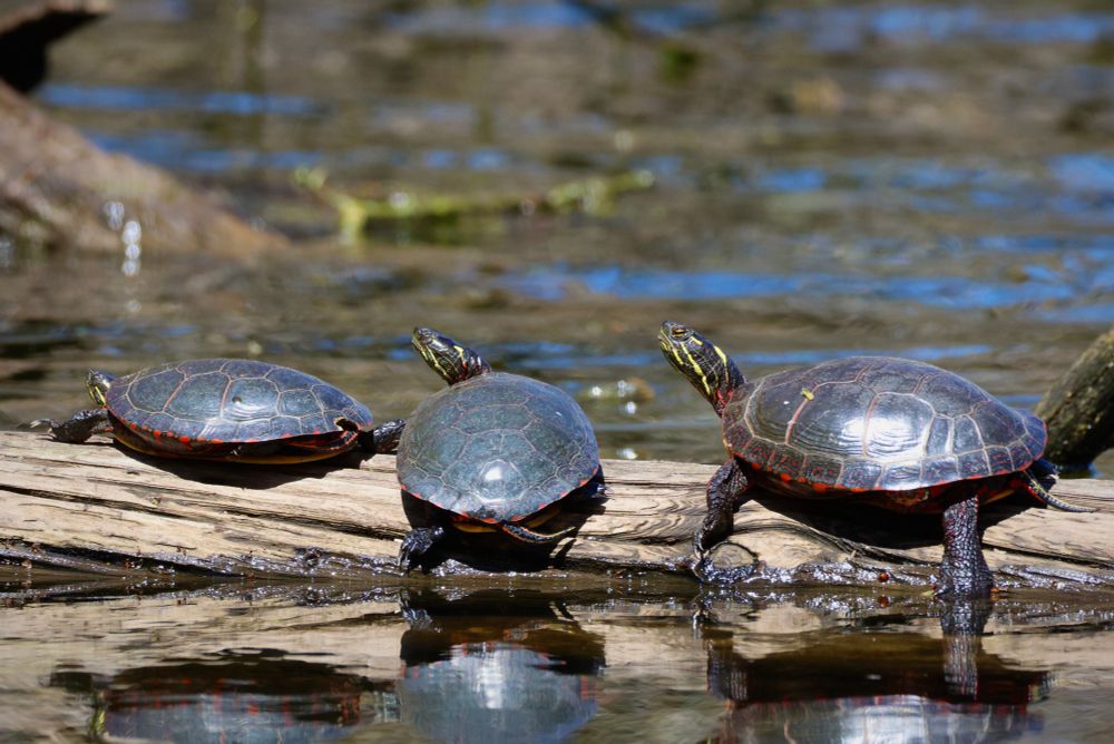 Three painted turtles basking on a log side by side.