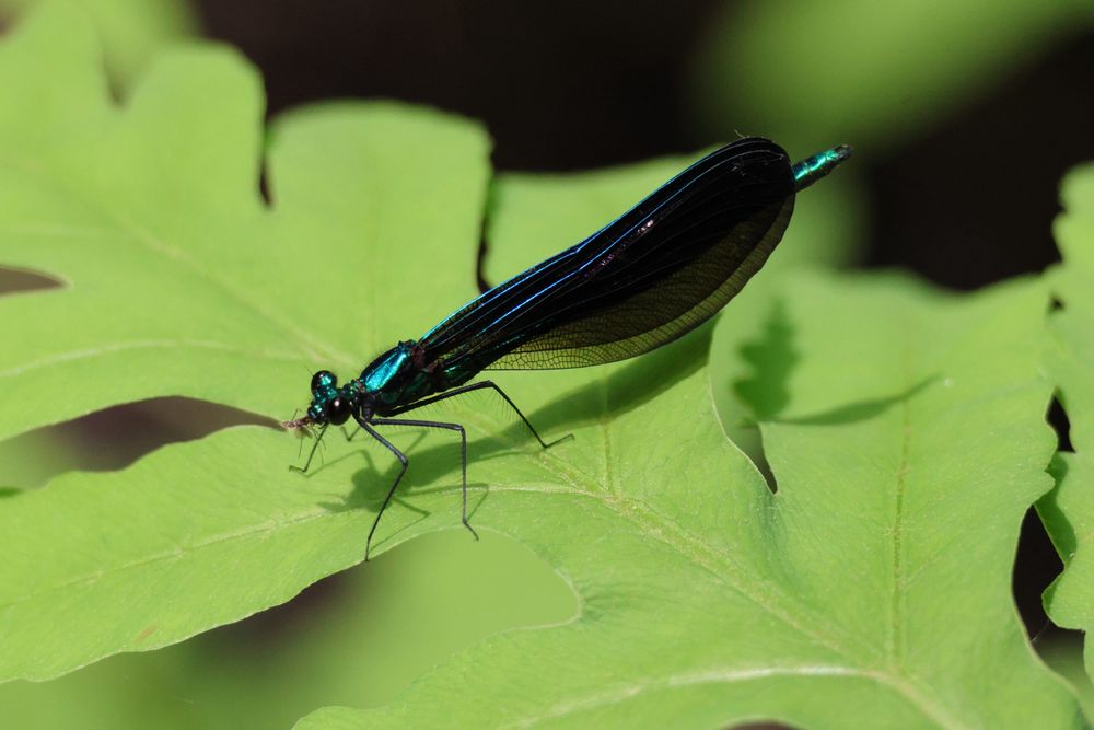 Ebony Jewelwing eating a mosquito.