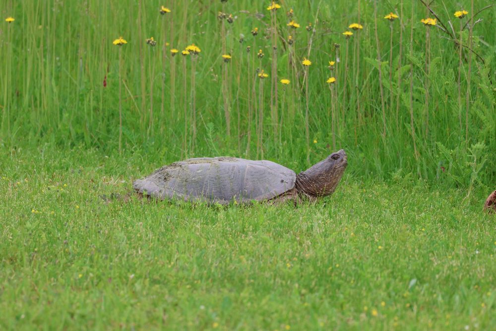 Female Snapping Turtle sitting on grass looking at yellow flowers. 