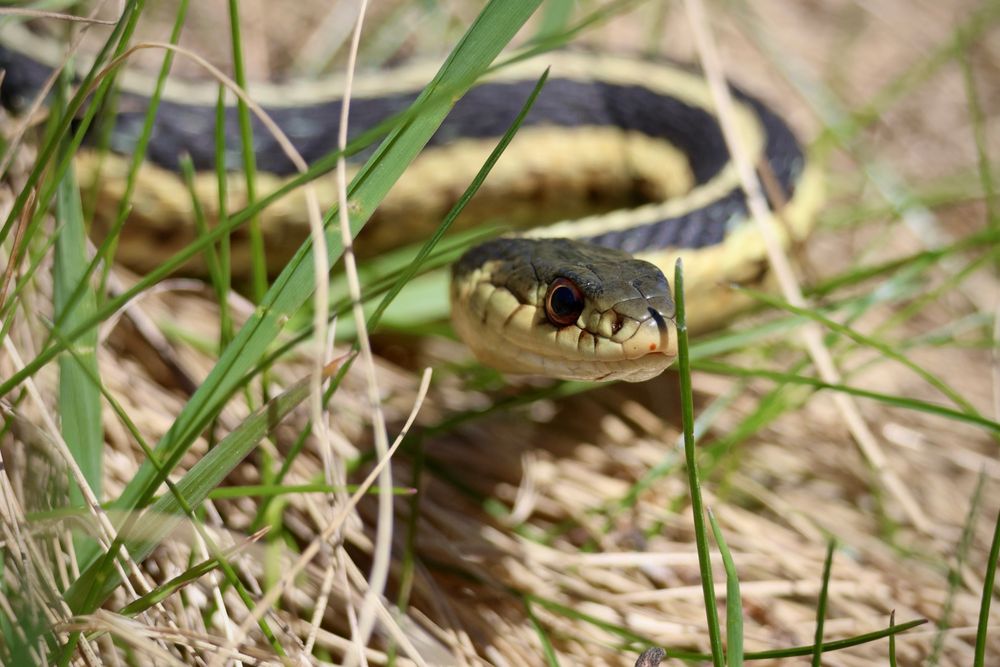 Garter snake on grassy patch. 