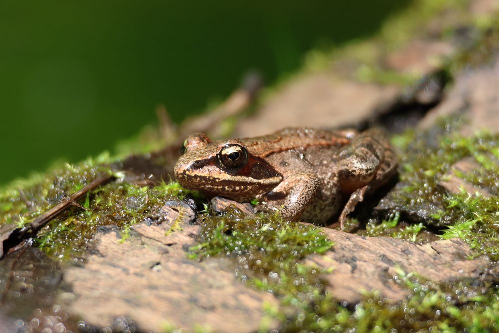 Close up image of the Wood Frog