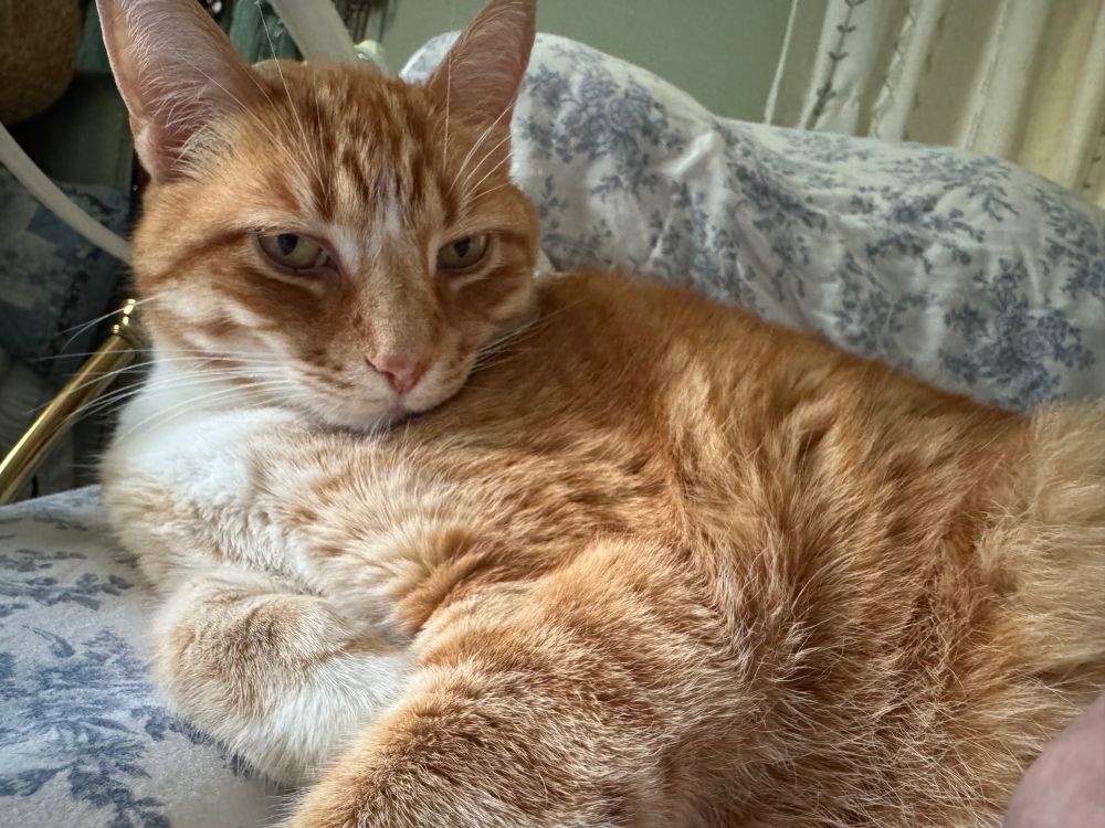 Orange cat reclining.  