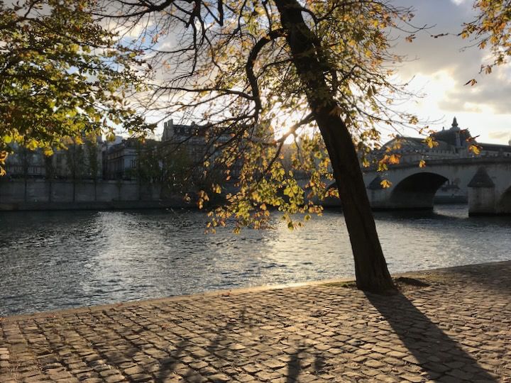 A tree blocks the sun, low in the sky, as the rays reflect of the Seine river.