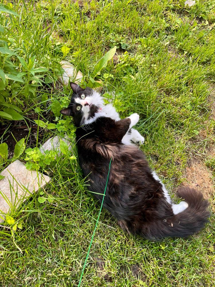 My tuxedo cat laying on his side in the grass looking up at the camera