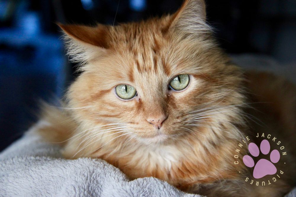 Closeup photo of beautiful orange medium-haired cat with light green eyes, looking into the camera.