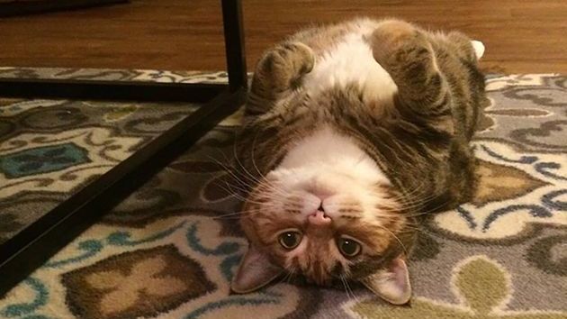 Background photo shows hypnotic writing cat, turned upside down getting you to write. - Wrtr