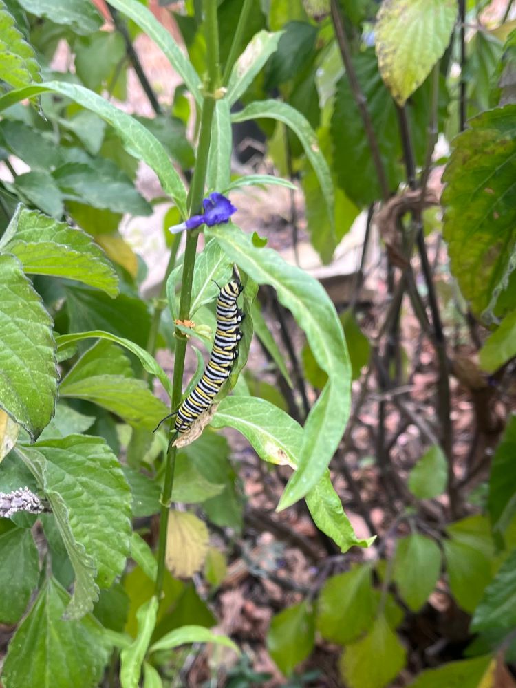 Milkweed with a chonky monarch caterpillar 
