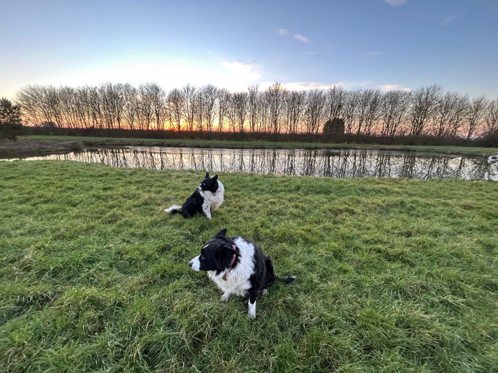 Two border collies with a big pond in the background beyond which is a row of deciduous trees and a winter sunset