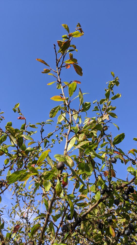 A blackthorn branch, leaves green tinting to red at the ends, stands out against a blue sky. There's a few round black berries, matte in texture 